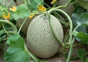 天气热吃哈密瓜,哈密瓜清凉解暑，尽享甘甜美味