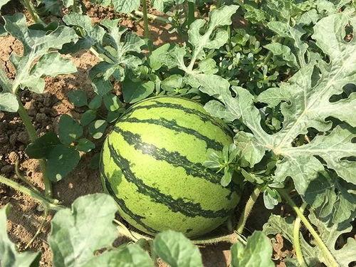 吃瓜明某,明某事件背后的真相与争议