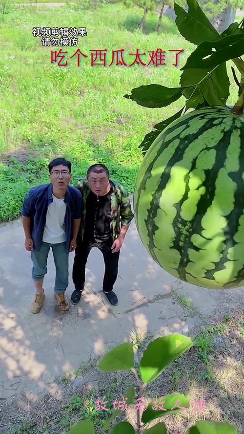 吃瓜群壁纸,揭秘网络社交背后的趣味与热议