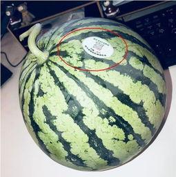 反差网红吃瓜,吃瓜群众的“瓜田”奇遇记