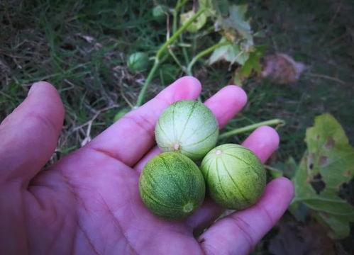 小时候吃瓜,那些年我们一起吃过的瓜