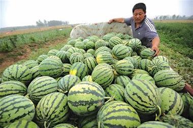 回隆卖衣服吃瓜,卖衣吃瓜，感受市井生活百态