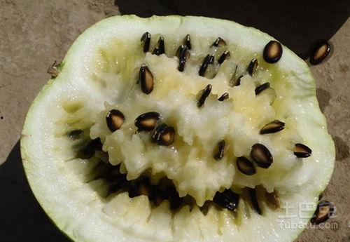 怀孕梦见吃籽瓜,吃籽瓜的寓意与启示