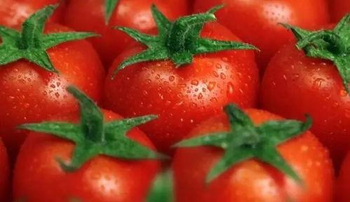 番茄小说吃瓜巨宠,吃瓜巨宠的甜蜜邂逅