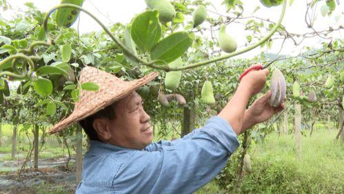 浙江丽水水中吃瓜,探寻浙江丽水独特的夏日美味