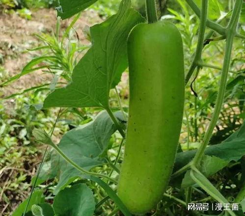 晚上睡觉只吃瓜,揭秘夜间独享的养生秘密