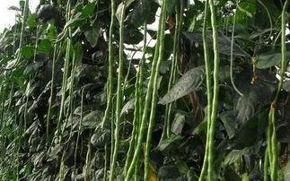 邹城田庄吃瓜,夏日里的“吃瓜”盛宴，感受乡村田园生活