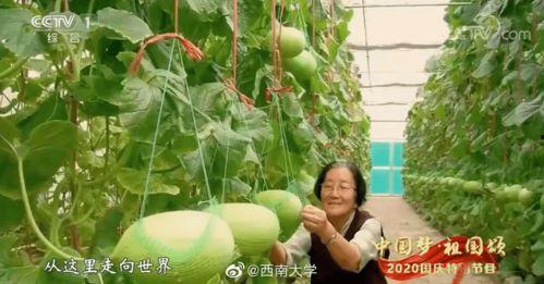 奉节教师吃瓜事件,一场校园风波引发的思考