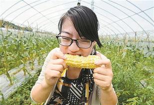 玉米吃瓜主播,揭秘网络直播界的“吃瓜达人”