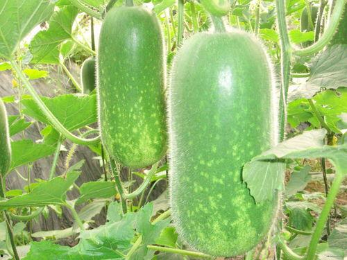 纤芯吃瓜后续,揭秘网络红人的崛起与争议