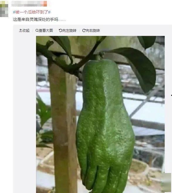 下午吃瓜吃一个很大的瓜