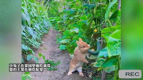 兔子吃瓜插画